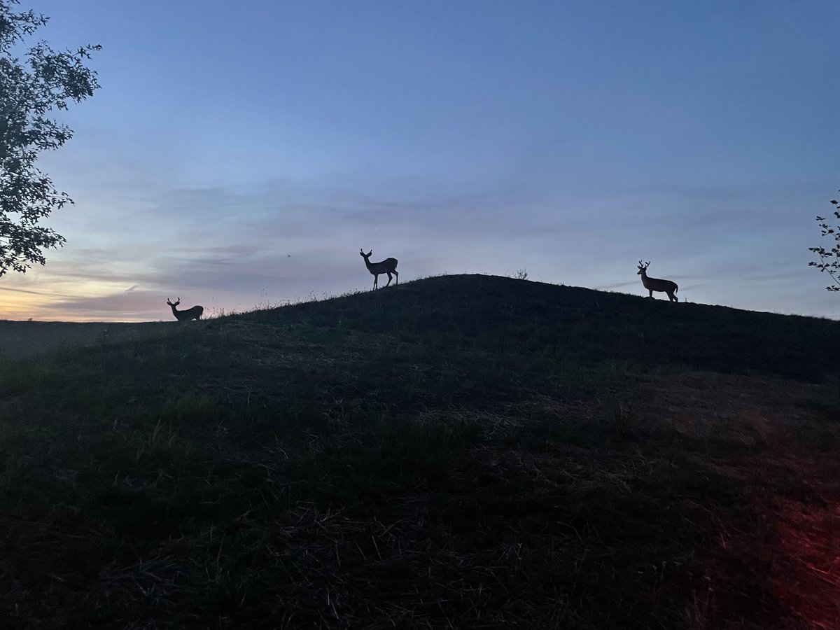 Evening bucks.