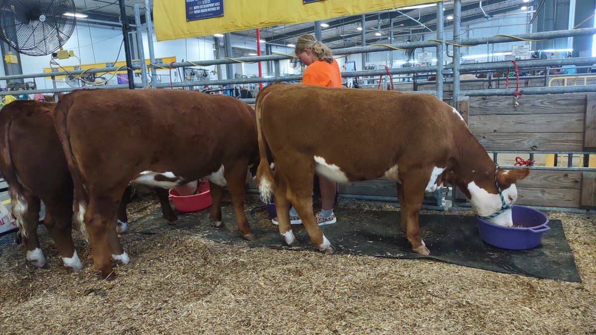 lcranch08's tweet image. Breakfast time in Grand Island!!  Showmanship Day!!  Allie has to hold Lola&apos;s feed pan.  #jnhe