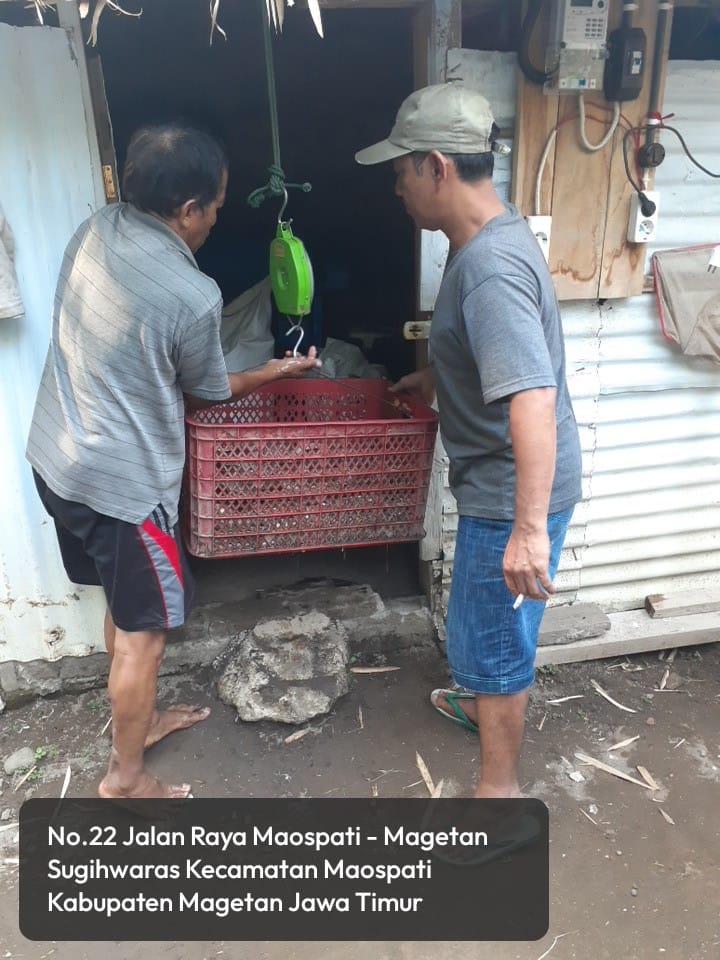 Yanikpurwidya's tweet photo. Selasa (9/07/2024), Yanik Purwidyawati S.Pi, Luhkan Kab. Magetan, melaporkan panen ikan lele scr parsial di Pokdakan Pleret Makmur Lestari Desa Sugihwaras, Kec. Maospati sebanyak 70 kg,  bobot panen rata2 100gr/ekor, Harga Rp. 18.700/kg.

#GiatLuhkanSatminkalBWI
#Panen
#LuhLapor https://t.co/URkD4tiTex