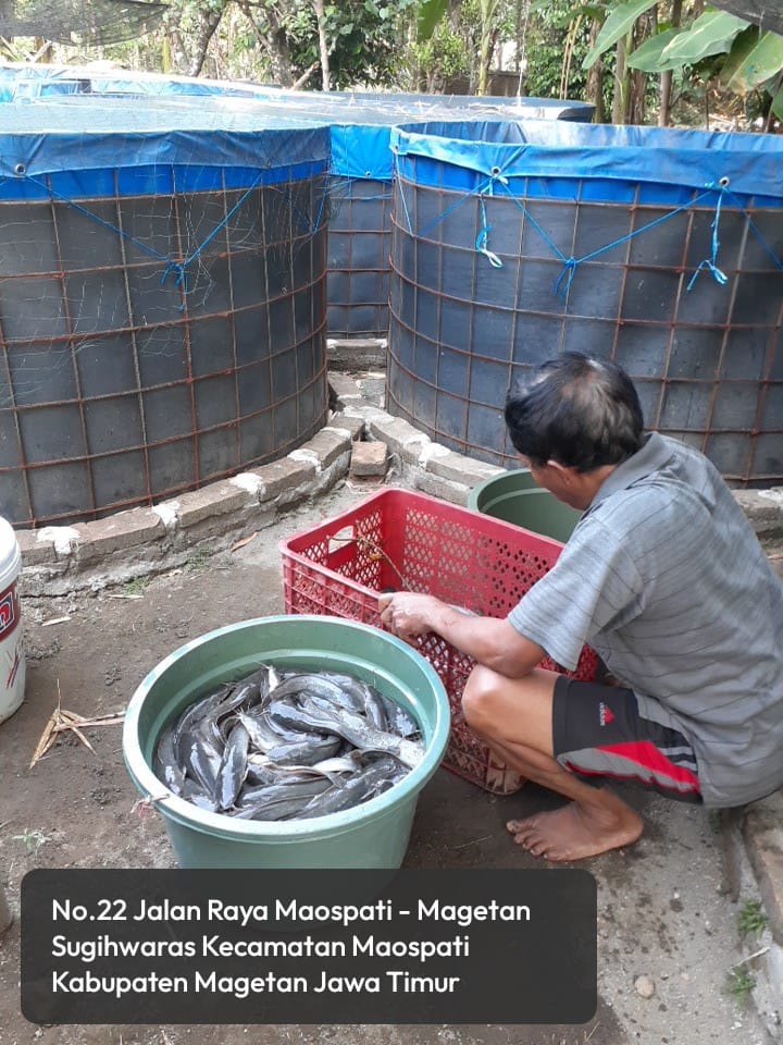 Yanikpurwidya's tweet photo. Selasa (9/07/2024), Yanik Purwidyawati S.Pi, Luhkan Kab. Magetan, melaporkan panen ikan lele scr parsial di Pokdakan Pleret Makmur Lestari Desa Sugihwaras, Kec. Maospati sebanyak 70 kg,  bobot panen rata2 100gr/ekor, Harga Rp. 18.700/kg.

#GiatLuhkanSatminkalBWI
#Panen
#LuhLapor https://t.co/URkD4tiTex