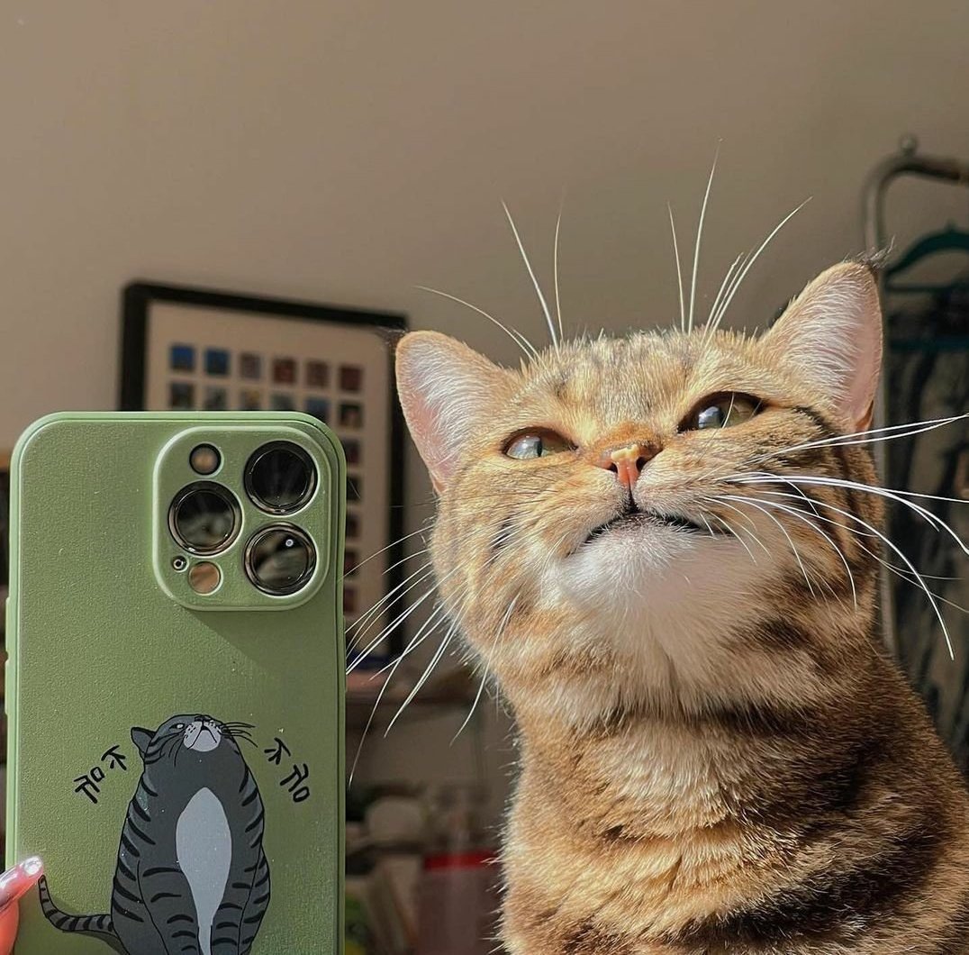 yoongi cat pics tweet media