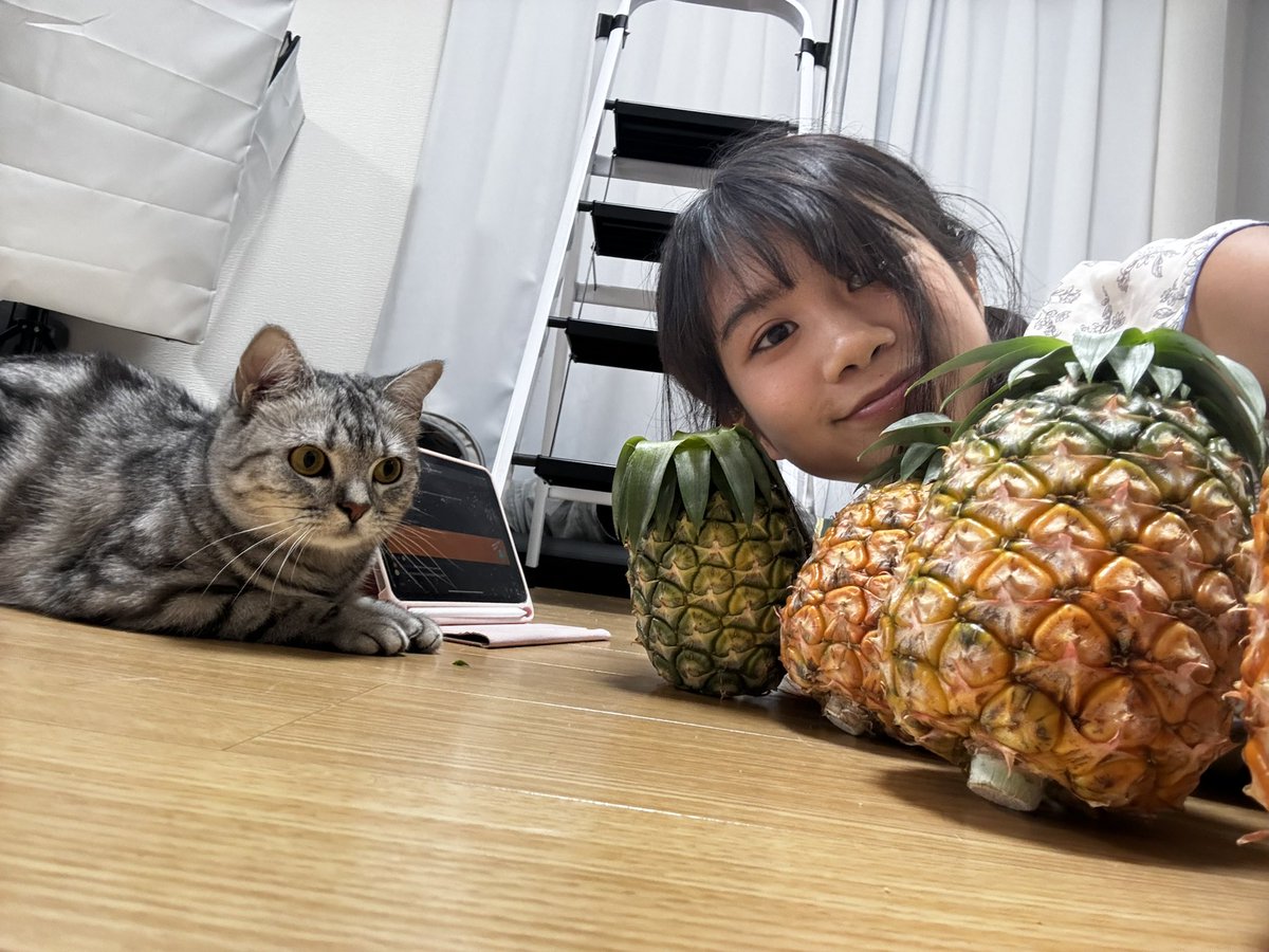 yoshimyann's tweet photo. 石垣島からの故郷納税で購入したパイナップルが届いた!🍍💖
Pineapple from Okinawa which I purchased with Furusato tax has arrived!
#okinawa #pinapple #cat #kitten https://t.co/NsB47gIyWz