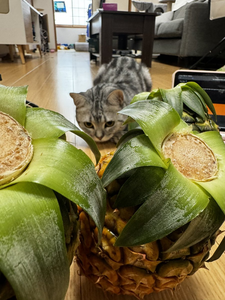 yoshimyann's tweet photo. 石垣島からの故郷納税で購入したパイナップルが届いた!🍍💖
Pineapple from Okinawa which I purchased with Furusato tax has arrived!
#okinawa #pinapple #cat #kitten https://t.co/NsB47gIyWz