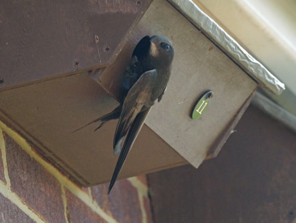 An update from Lee-on-Solent where Mark Wagstaff tells us how this colony continues to expand with the addition of more boxes 
hampshireswifts.co.uk/post/lee-on-so…