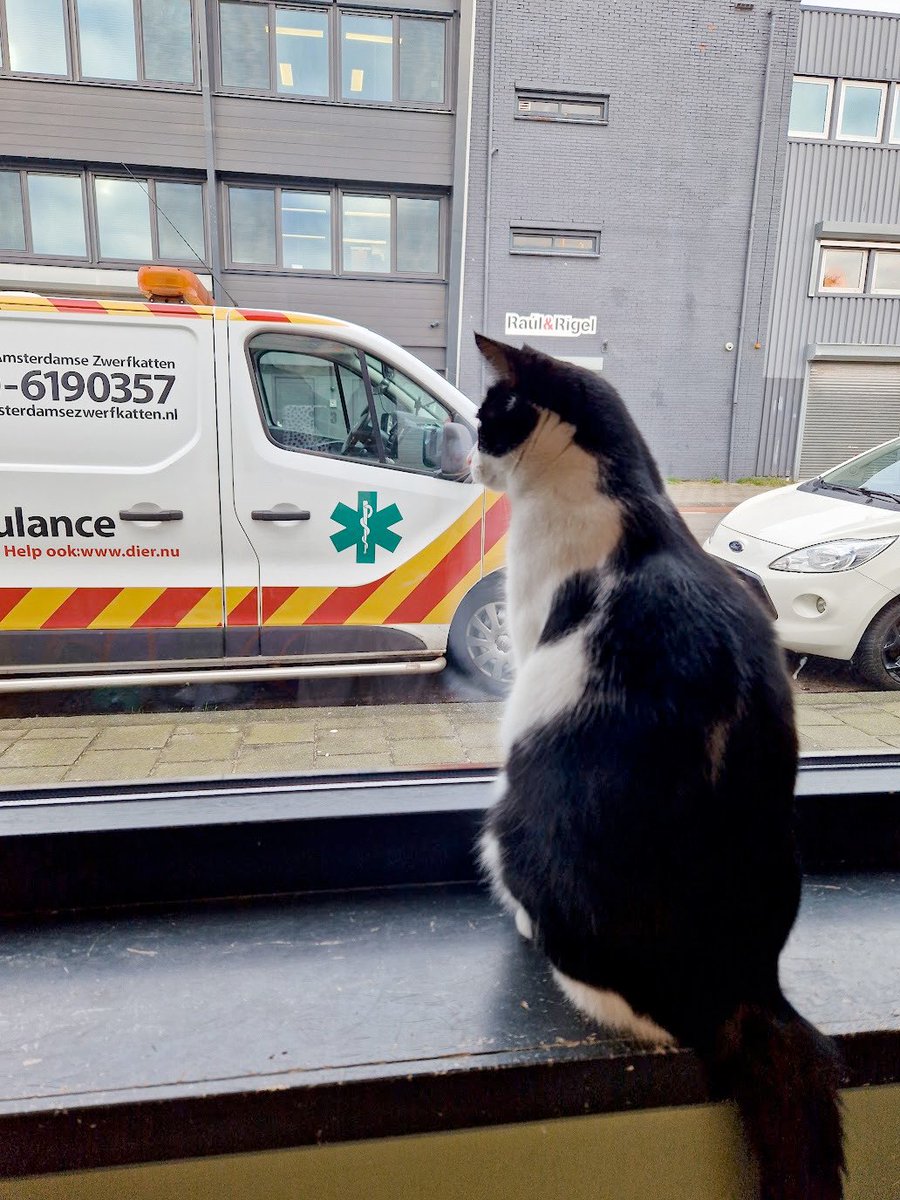 SAZ - Stichting Amsterdamse Zwerfkatten (@saz_katten) on Twitter photo Sinds 3 juni geldt betaald parkeren in Nieuw-West, ook bij ons. Dat kost waardevolle vrijwilligers, maar onze ambulances zijn het grootste probleem.
Parkeervergunningen zijn tot onze verbazing al 2x afgewezen. Help ons alsjeblieft <a href="/AmsterdamNL/">Gemeente Amsterdam</a>!
#parkeervergunning #Amsterdam Sinds 3 juni geldt betaald parkeren in Nieuw-West, ook bij ons. Dat kost waardevolle vrijwilligers, maar onze ambulances zijn het grootste probleem.
Parkeervergunningen zijn tot onze verbazing al 2x afgewezen. Help ons alsjeblieft <a href="/AmsterdamNL/">Gemeente Amsterdam</a>!
#parkeervergunning #Amsterdam