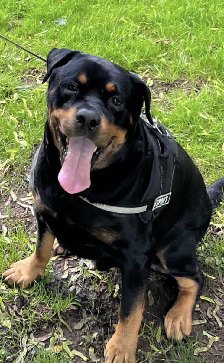 9 whole years of loving this handsome boy.. never thought I could feel so much love for an animal - stole my heart 💓