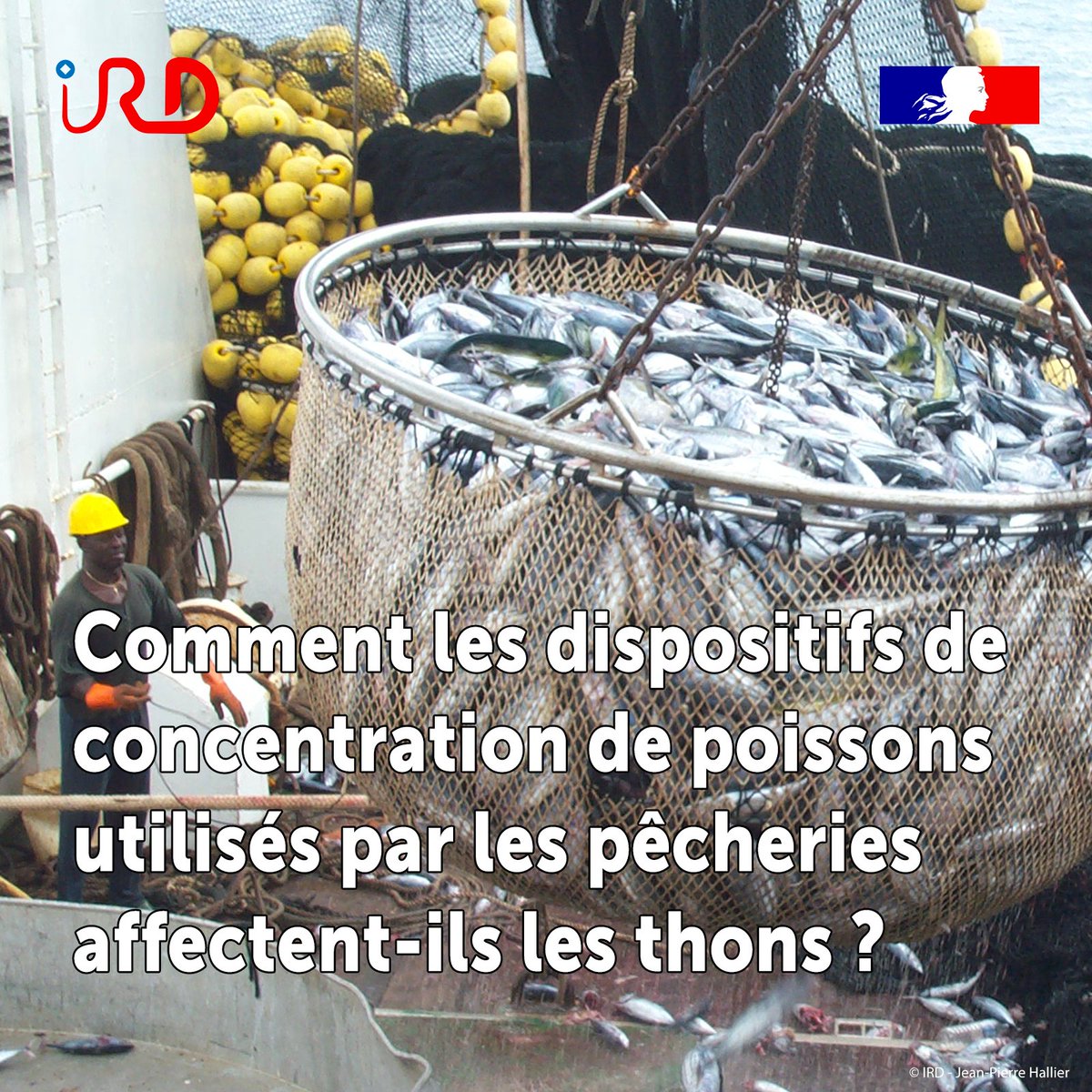 ird_fr's tweet photo. #ActuScience | 👉 Une équipe de scientifiques impliquant l'#IRD a constaté que les dispositifs de concentrat° de poissons massivement utilisés par les pêcheries industrielles modifient l'habitat naturel des #thons tropicaux

🔗https://t.co/4CTO3odTF3 #pêche #MARBEC https://t.co/rr07tYvmWC