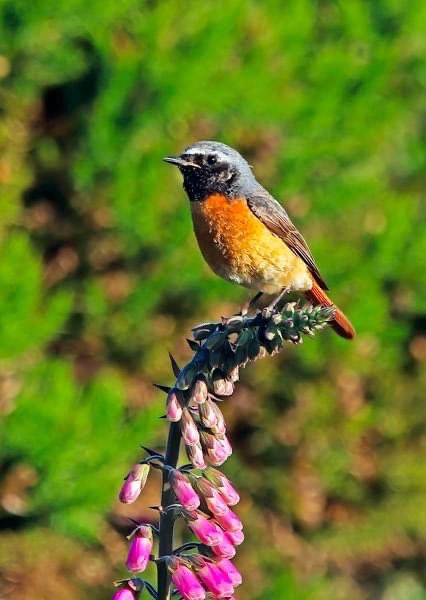mountain_birder's tweet photo. Redstart on a foxglove near my home #gwentbirds https://t.co/f2mTKDhYla
