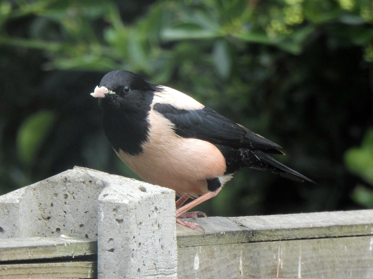 mattgarnham90's tweet image. Rosy Starling in Felixstowe. 7/7/2024. Thanks to a lovely couple who invited me to view the bird in their garden.
