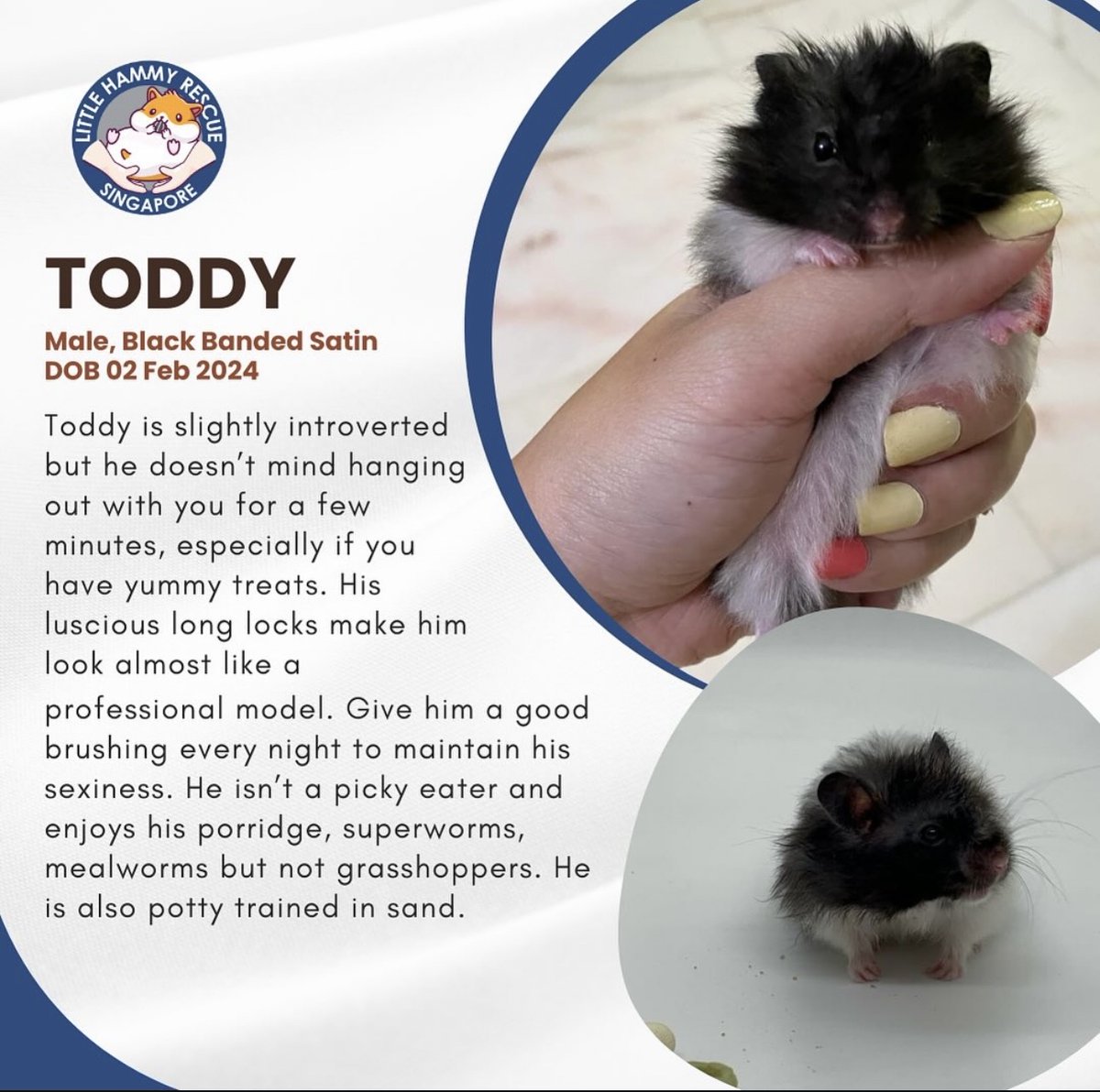 Toddy tweet media