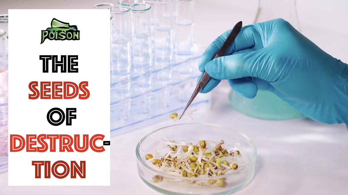 jcokechukwu's tweet photo. This is worth seeing with the entire family. All those who have asked, “where is the science?” Despite the overwhelming information we’ve shared on this space, here’s the answer to nearly every question that you may have on the topic of GMOs. It’s an information overload. I hope you can handle it. Watch and share widely. 

Video Link Below 👇🏾 

https://t.co/Ns79SJxDaU