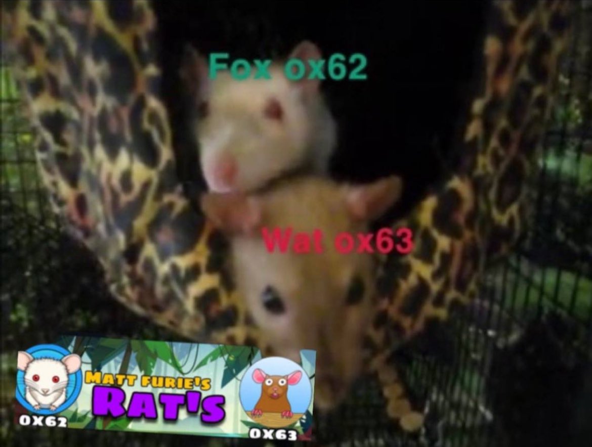 CoomerMemeCoin's tweet photo. @Thorshammergems Fox is good dip now 

$Wat only sister 

Ca 

0x62e3B3C557C792C4A70765b3cdB5b56b1879f82d

$Hoppy $Draggy $Flappy $Dolphy $Wat #Meme #Hoppy #Draggy #Flappy #Wat https://t.co/EwIM4p6ylk