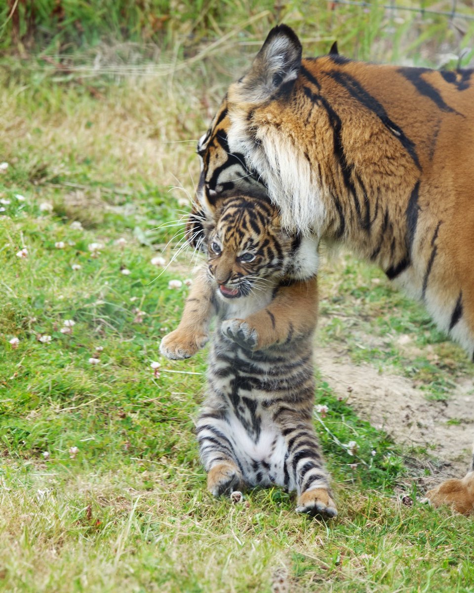 🎉 Exciting News!🐯 

We’re thrilled to welcome our newest addition to the Manor Wildlife Park family, a six-week-old Sumatran tiger cub named Zaza! 

Mum Terima is doing an incredible job caring for her little one.
Stay tuned to see more of Zaza’s adventures! 🐾💛

 #TigerCub