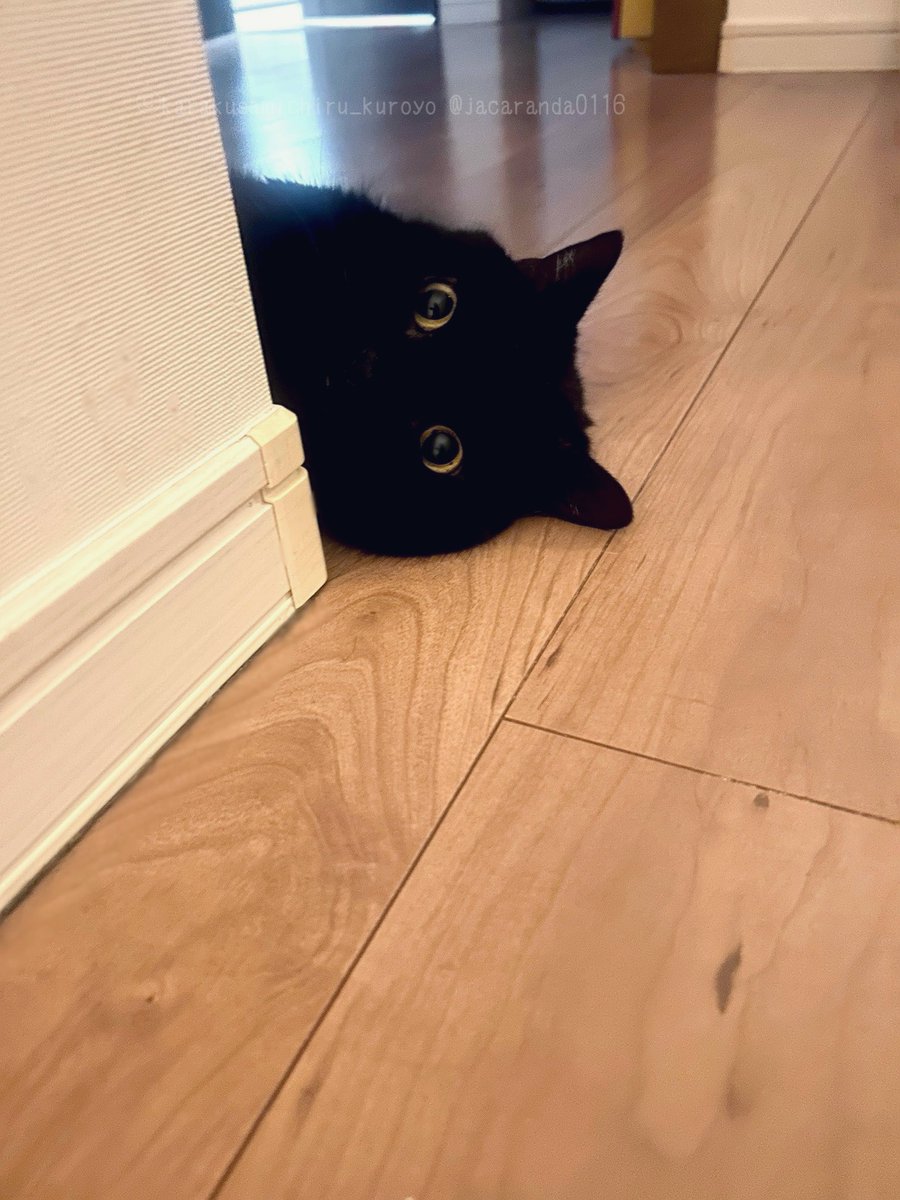 唐草ミチル tweet media