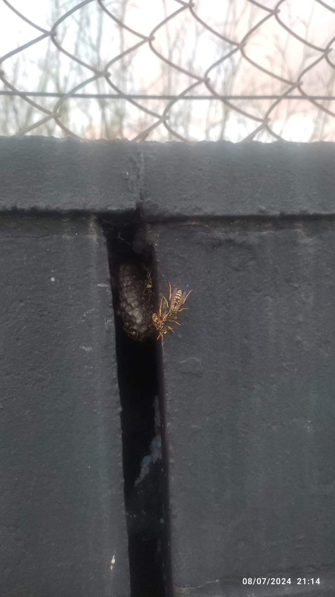 PC Sant Boi 🟧 🟧 🟧 🟧 tweet media