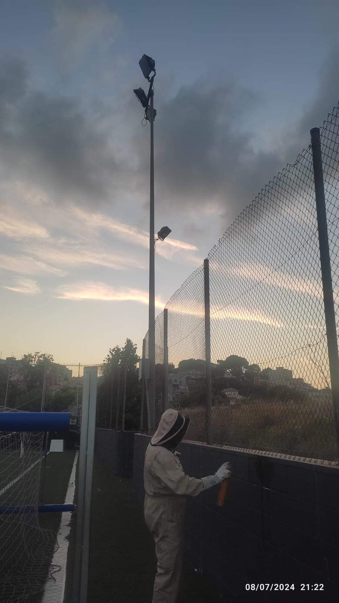 Ahir vam retirar dos nius de vespes del camp de futbol Parellada.
Ja havien picat a diversos usuaris de la instal·lació.

<a href="/AjSantBoi/">Ajuntament Sant Boi</a> <a href="/emergenciescat/">Protecció civil</a> <a href="/Coordinadora_AV/">Coordinadora AVPC-Catalunya</a> <a href="/CoordAVPCBaix/">Coordinadora AVPC Baix Llobregat</a> <a href="/ecocolmena/">Ecocolmena</a>