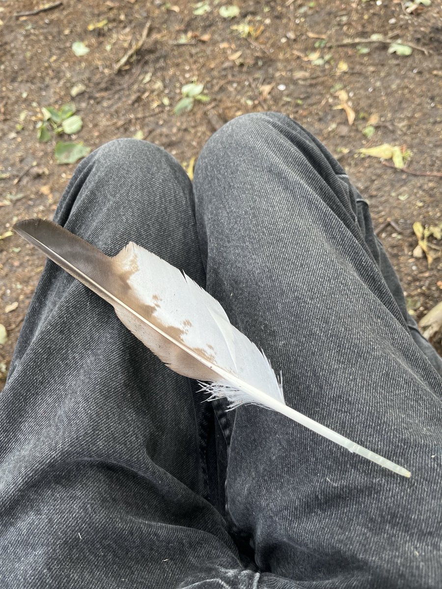 wiswijzer's tweet photo. Kijk ‘s aan… Een veer van de bosuil. Zo’n #loopje met koffie levert altijd iets op…😎 https://t.co/xgn5kNrBCr