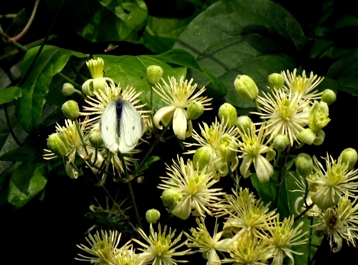CCommijs's tweet photo. Vandaag alleen een #Klein_Koolwitje en een #Groot_Koolwitje. Verder geen vlinders gezien 🦋. https://t.co/nlRqumEnL9