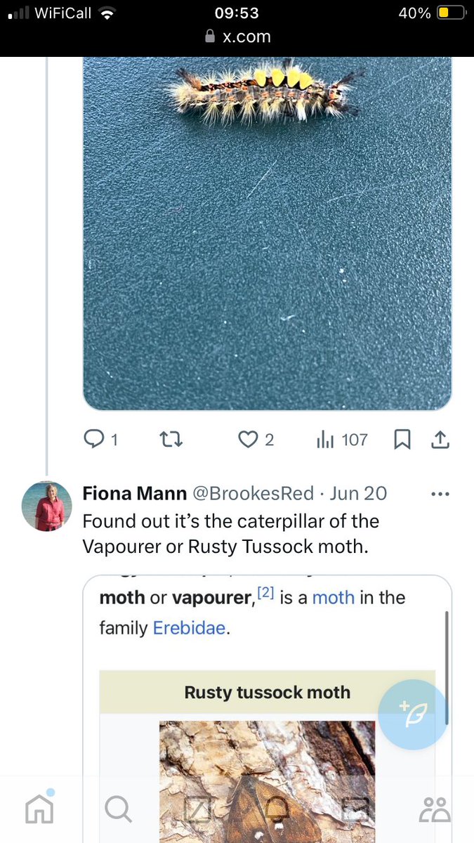 BrookesRed's tweet photo. @katespatch Think it’s the caterpillar of the Vapourer or Rusty Tussock Moth - I found one in my garden recently too. https://t.co/5v6gIxfxV6