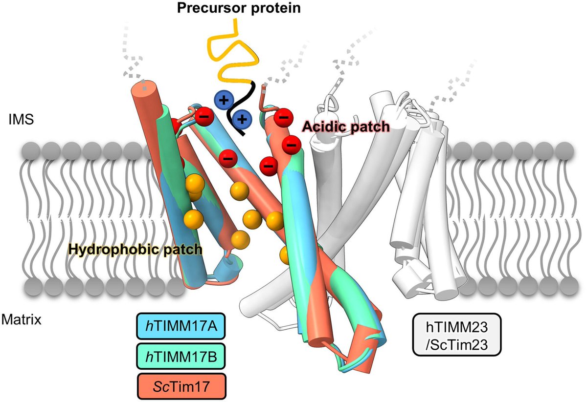 FEBSOpenBio's tweet image. Structure prediction analysis of human core TIM23 complex reveals conservation of the protein translocation mechanism
🔗buff.ly/3VIeiaw
🥼@A_Chacinska @PDraczkowski
#StructurePrediction #TIM23
#Mitochondria #StructuralBiology