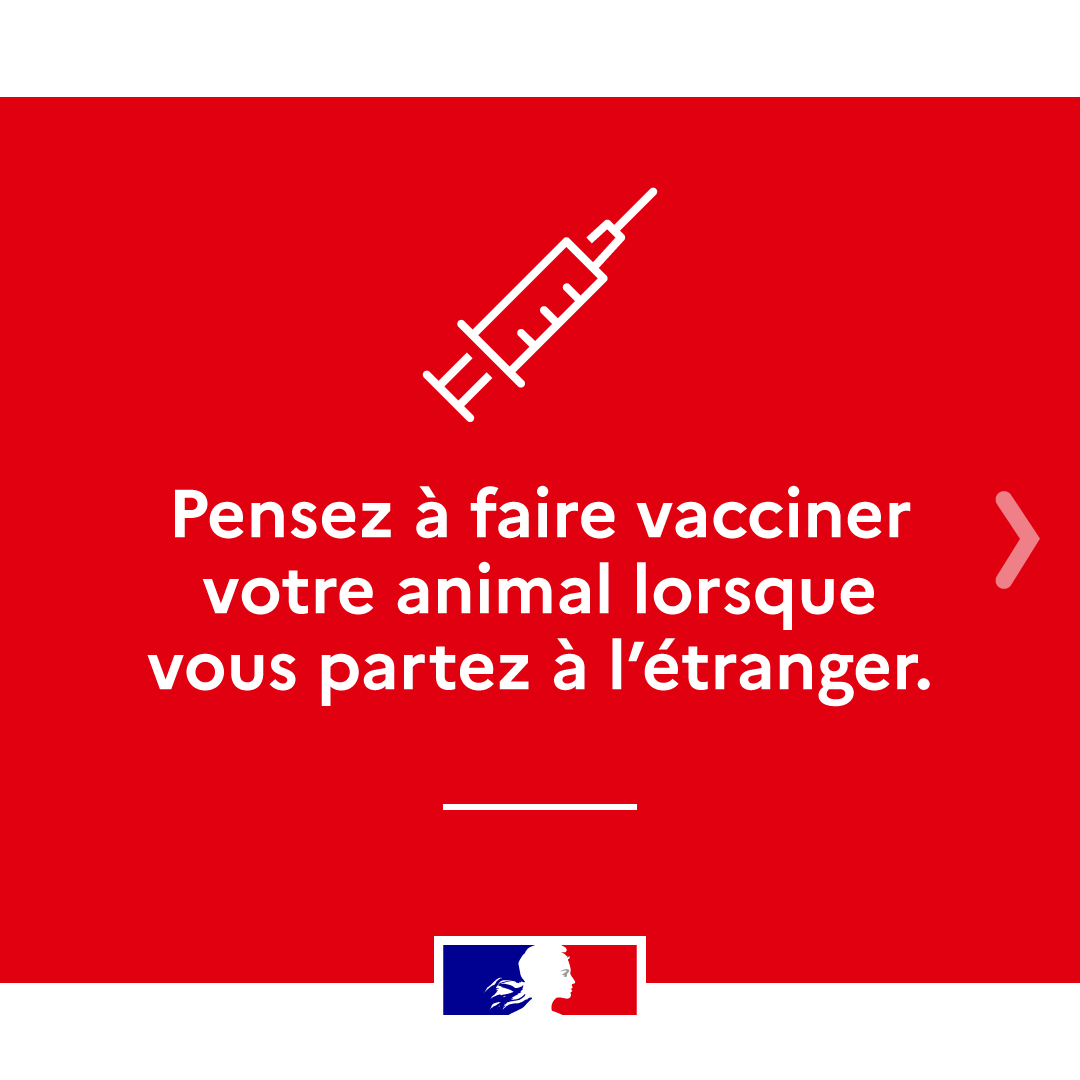 Agri_Gouv's tweet photo. #GareÀLaRage | Cet été, protégeons nos animaux de compagnie 🐶

Évitons la rage en suivant les bonnes pratiques lors de voyages à l'étranger 🌍

Informez-vous sur les démarches sanitaires et les risques sur le site du Ministère de l'Agriculture ⬇