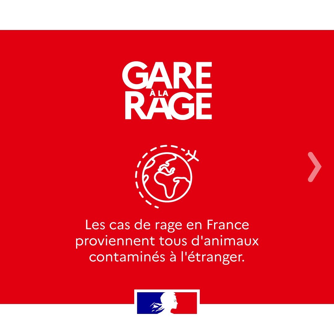 Agri_Gouv's tweet photo. #GareÀLaRage | Cet été, protégeons nos animaux de compagnie 🐶

Évitons la rage en suivant les bonnes pratiques lors de voyages à l'étranger 🌍

Informez-vous sur les démarches sanitaires et les risques sur le site du Ministère de l'Agriculture ⬇