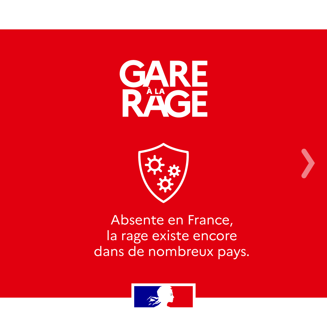 Agri_Gouv's tweet photo. #GareÀLaRage | Cet été, protégeons nos animaux de compagnie 🐶

Évitons la rage en suivant les bonnes pratiques lors de voyages à l'étranger 🌍

Informez-vous sur les démarches sanitaires et les risques sur le site du Ministère de l'Agriculture ⬇