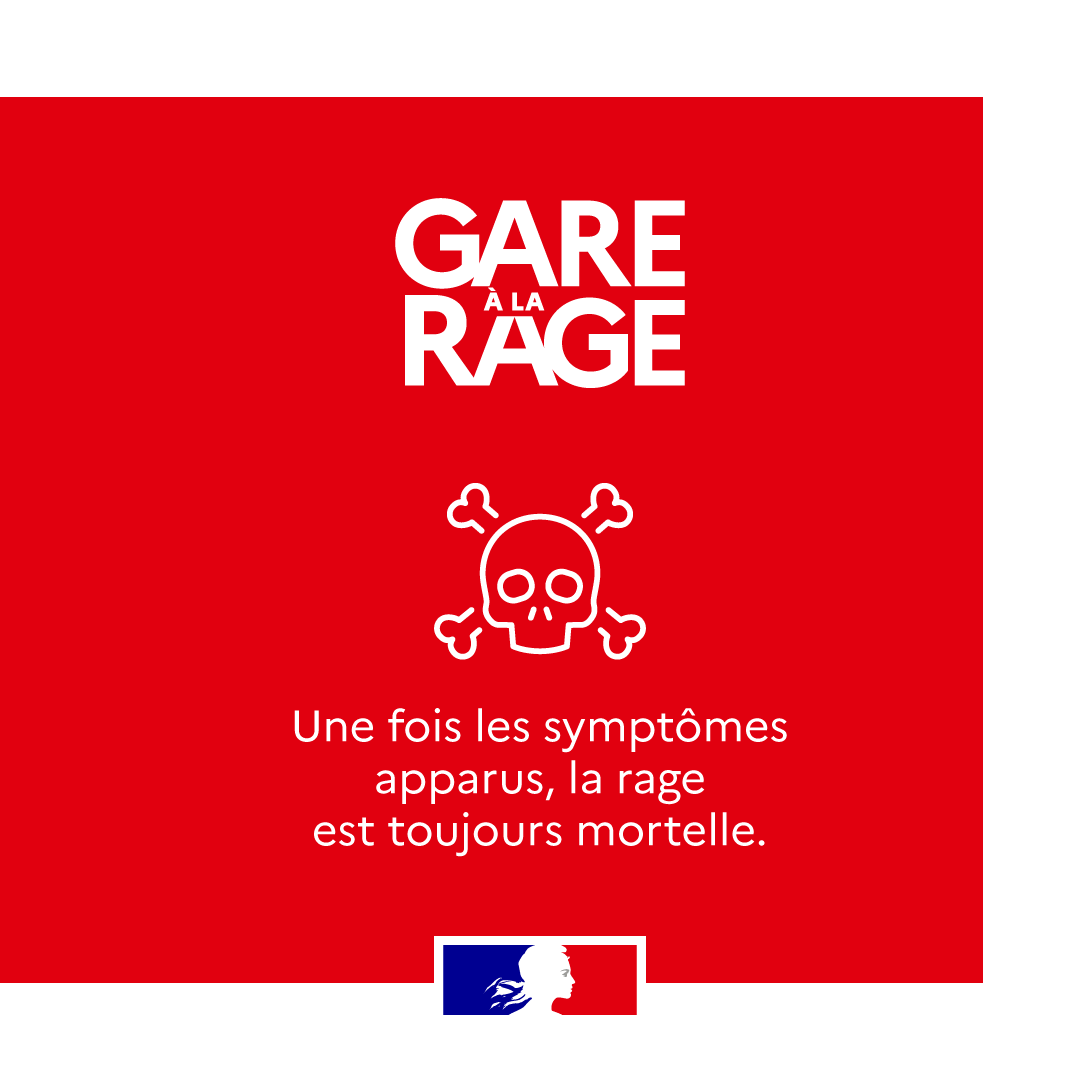 Agri_Gouv's tweet photo. #GareÀLaRage | Cet été, protégeons nos animaux de compagnie 🐶

Évitons la rage en suivant les bonnes pratiques lors de voyages à l'étranger 🌍

Informez-vous sur les démarches sanitaires et les risques sur le site du Ministère de l'Agriculture ⬇