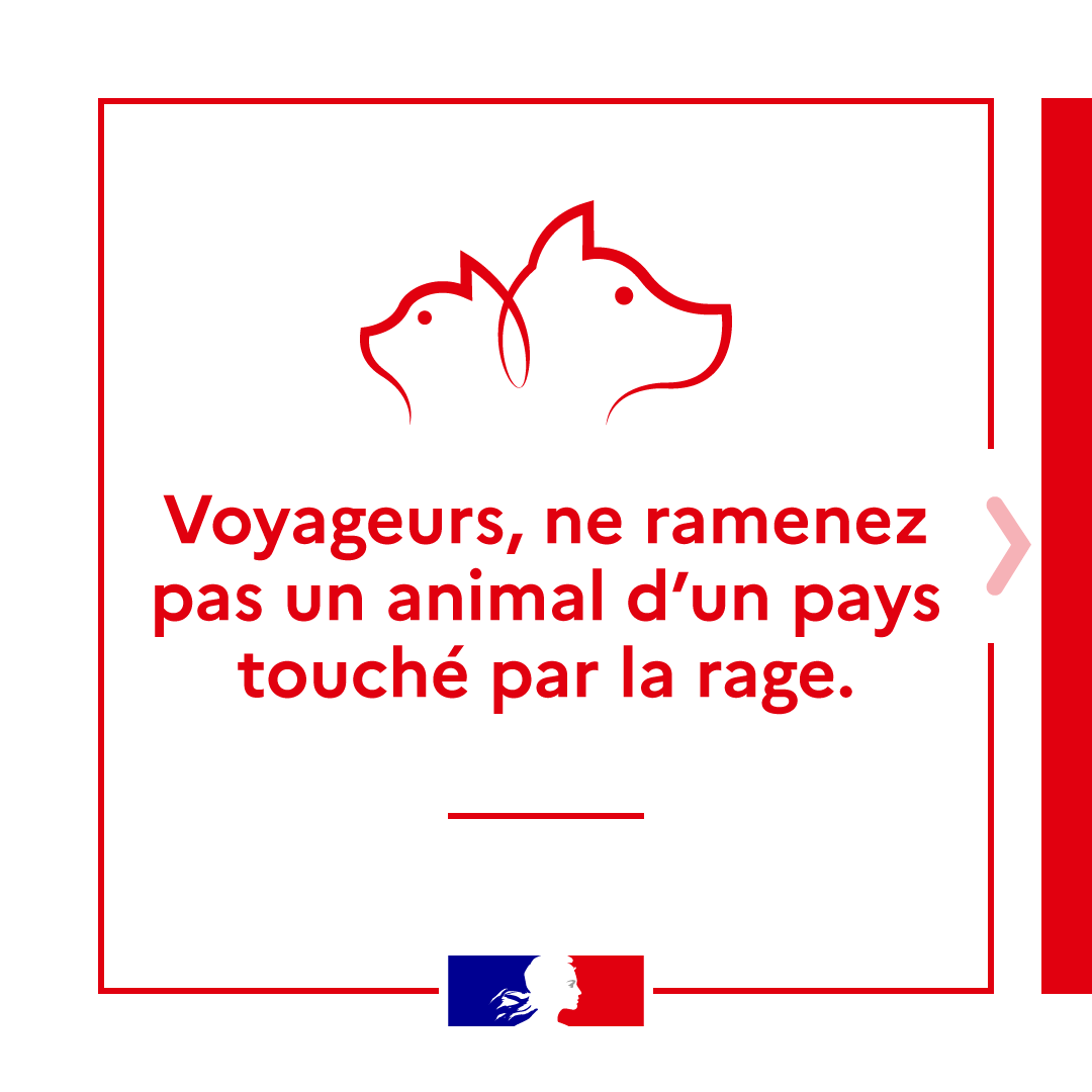 Agri_Gouv's tweet photo. #GareÀLaRage | Cet été, protégeons nos animaux de compagnie 🐶

Évitons la rage en suivant les bonnes pratiques lors de voyages à l'étranger 🌍

Informez-vous sur les démarches sanitaires et les risques sur le site du Ministère de l'Agriculture ⬇