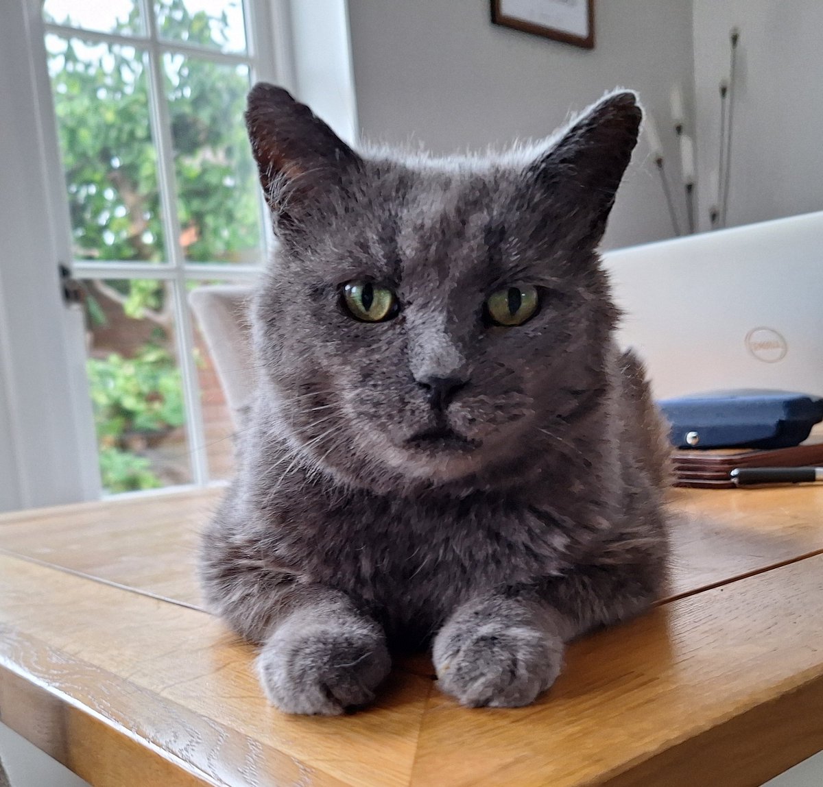 IvanandFelix's tweet photo. Why have you let it rain again?? You've let me down, you've let yourself down, you've let all cats everywhere down. I think you should go away and think very seriously about your future as our staff. πΎπΏπΎ
#CatsOfTwitter #CatsOnX #CallThisSummer #IDontThinkSo
#Disciplinary https://t.co/3dFlBDew85