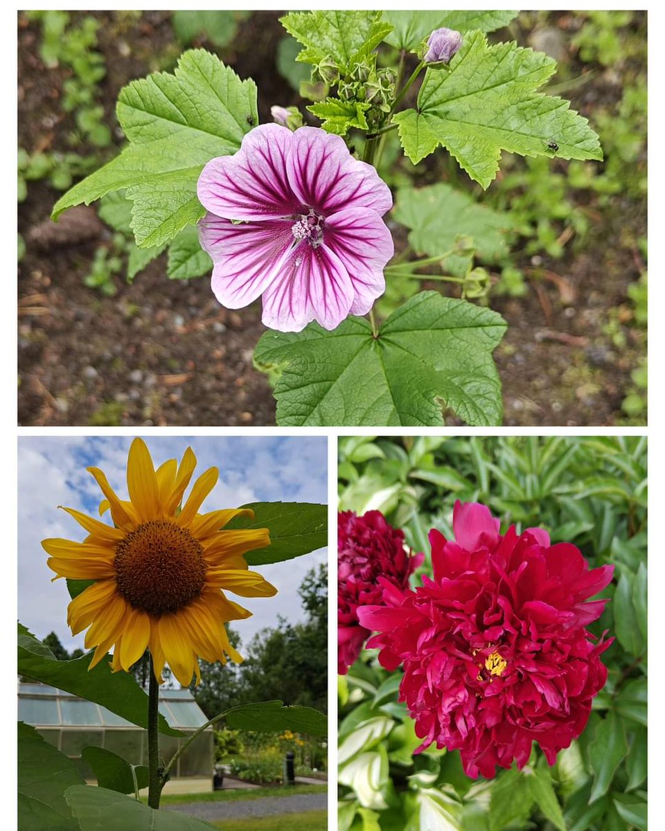 thememma's tweet photo. Kesän värejä 🌻🌺🌸☀️🌿 #coloursofsummer #summertime #botanicalgarden @UniOulu #sunflower https://t.co/LUGzZO4Nh6