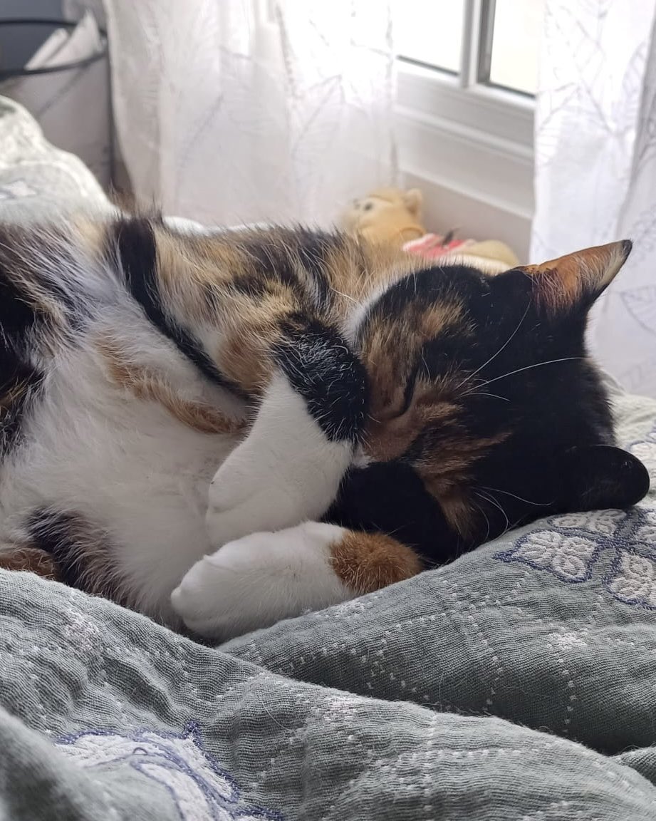 twochonks's tweet photo. Margo being Margo
#cats #CatsOfTwitter #CatsOnX #weightwatchersforcats https://t.co/yOLMwTv5sE