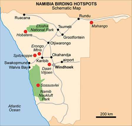 albicilla66's tweet photo. #Birding 🇳🇦#Namibia 680 sp, endemic Dune Lark +15 near-endemic &amp; 90 southern African #endemics, Gray's Lark, Rockrunner, Herero Chat, 200sp/12days: #WalvisBay estuaries🦩, #Spitzkoppe &amp; #Erongo mountains (🛖#ErongoWildernessLodge), #EtoshaNP arid savanna; season Sep–Oct, Jan–Apr https://t.co/8xJ98hnPTJ