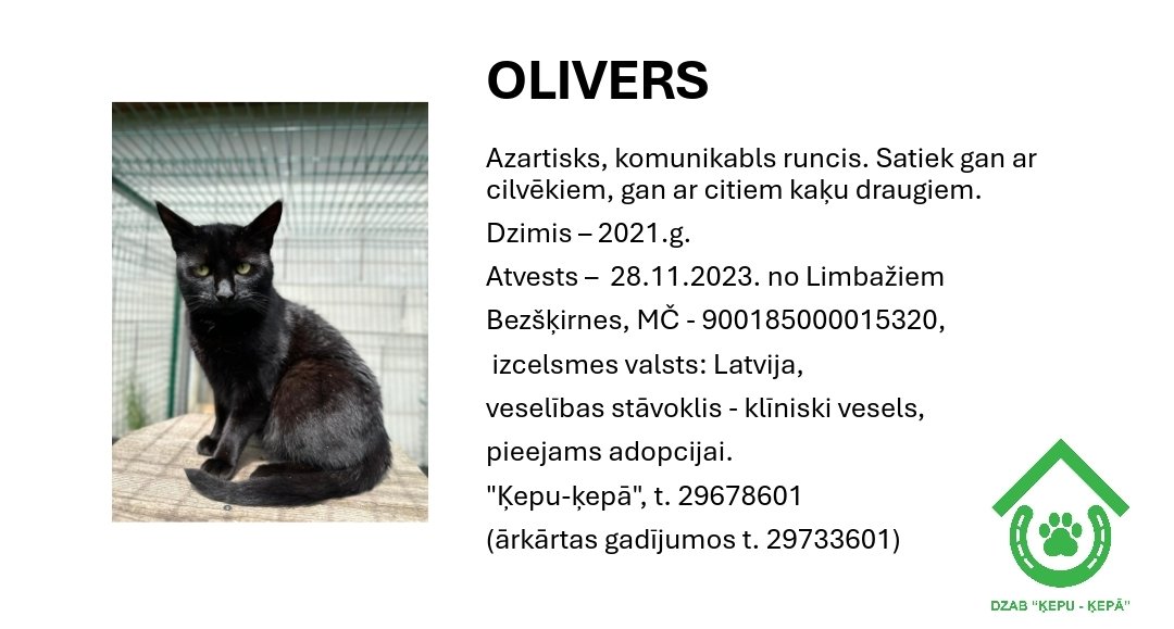 DzabKepa's tweet photo. OLIVERS meklē mājas 🐈‍⬛💜
📞 29678601 🐈‍⬛🌌🔮
#Olivers #ķepuķepā #Ķepas #Kepa #animalshelter #latvija #rescue #cat #kaķis #magical #blackcat #black #animals #saveanimals #adoptme #nepērcadoptē https://t.co/DtPWjPk1e5