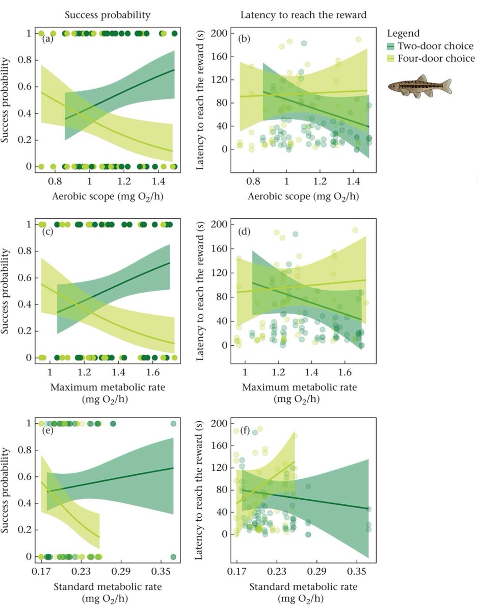 Shaun Killen (@shaunkillen) on Twitter photo New paper led by @daphnecortese & <a href="/ScienceMunster/">Amelia Munson</a>, links btwn cognition and metabolism vary with maze complexity, prob due to differences in exploration or memory. Context effects of maze design are key to consider in cognition studies! sciencedirect.com/science/articl… New paper led by @daphnecortese & <a href="/ScienceMunster/">Amelia Munson</a>, links btwn cognition and metabolism vary with maze complexity, prob due to differences in exploration or memory. Context effects of maze design are key to consider in cognition studies! sciencedirect.com/science/articl…