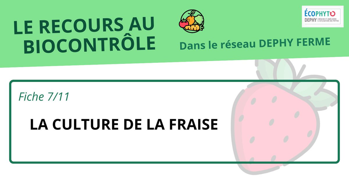 [Fiche #biocontrôle] la #fraise

Etude menée sur la culture de la fraise dans le réseau #DEPHY sur 470 systèmes de cultures :
👉 95% en conventionnel
👉 En #AB, 70% en #pleinchamp
👉 En conventionnel, 61% en #horssol, 30% en plein champ

cutt.ly/pegfbvvr
#maraichage