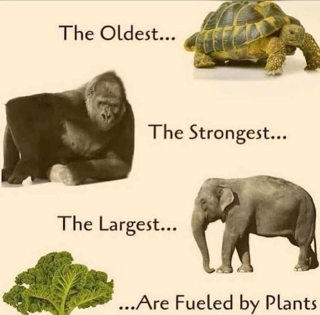 vegastar tweet media