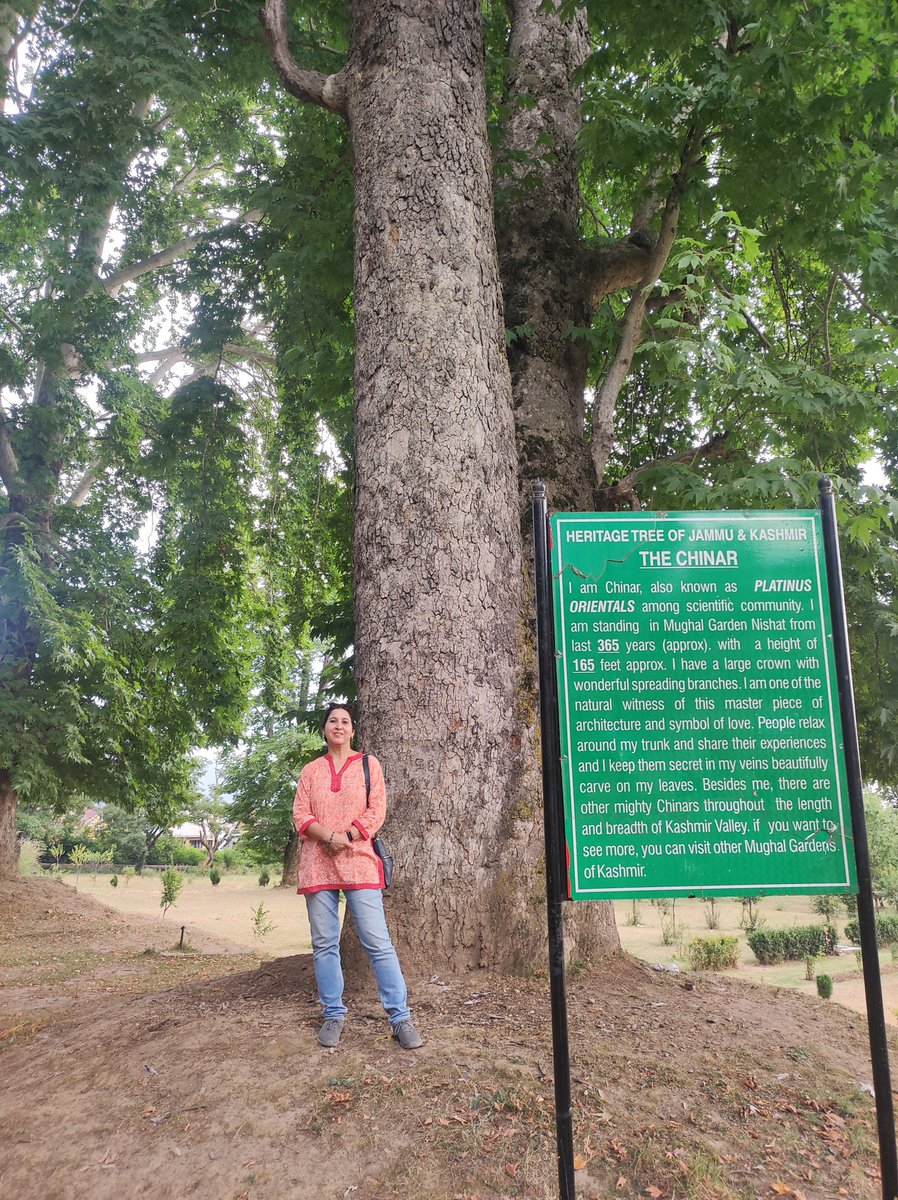 nirupamakotru's tweet photo. More pics from #NishatGarden #Srinagar.I am partial to #Shalimar & #PariMahal;have visited both many times since 2012.But on this trip,I was re- united with trees of Nishat after 30+yrs. No wonder I couldn't help but linger around these trees l कितना सुकून देते हैं ये दरख़्त ❤🙌 https://t.co/lecDoPhXa7
