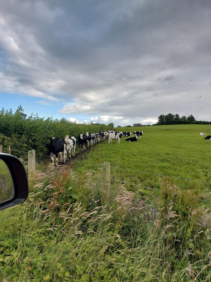 It’s cold and wet out here this morning! Good example of the importance of hedgerows! 🐄💦