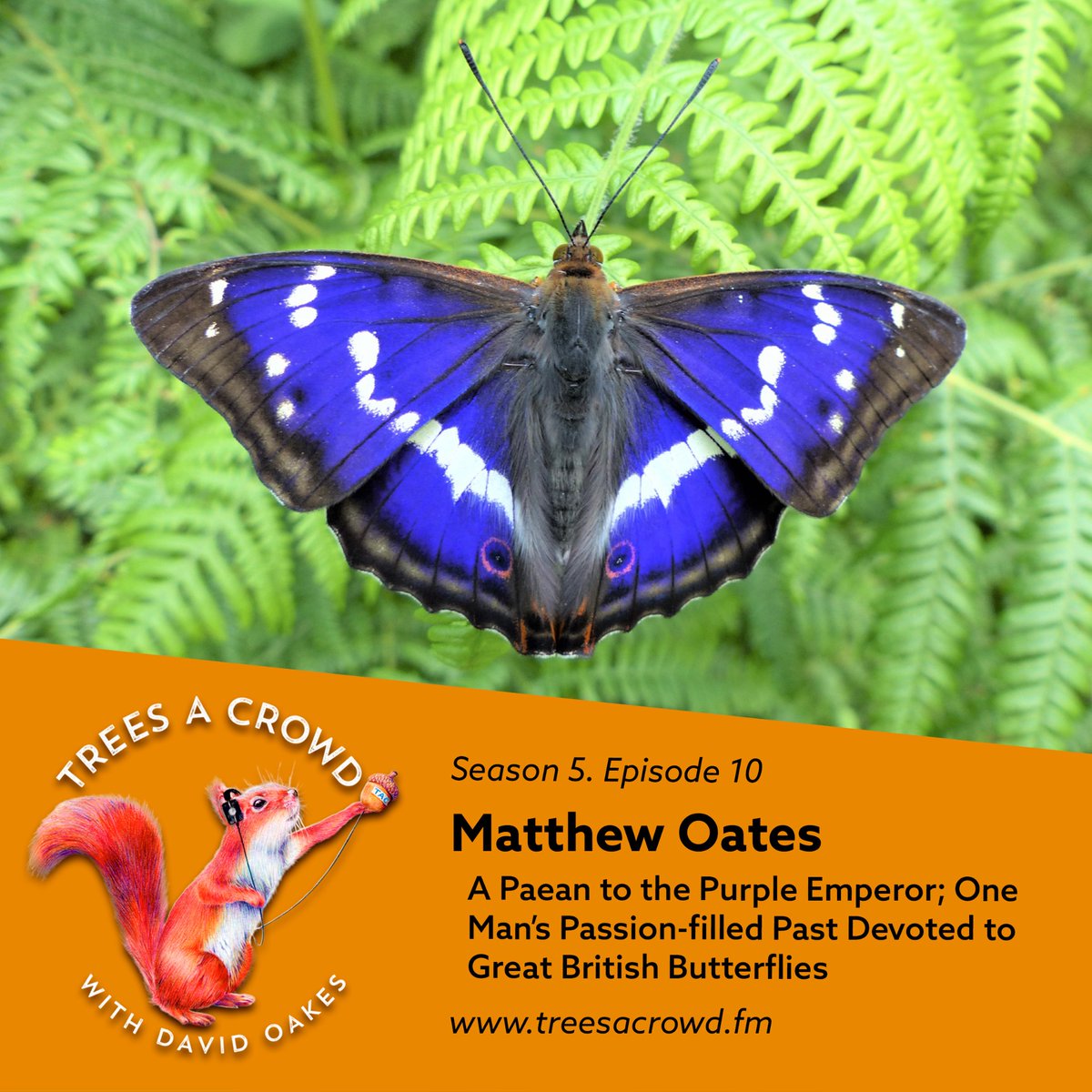 Trees A Crowd (@treesacrowdpod) on Twitter photo 🦋NEW EPISODE🦋
Ahead of <a href="/savebutterflies/">Butterfly Conservation 🦋</a>’ Big Butterfly Count, <a href="/David_Oakes/">David Oakes</a> meets with naturalist, nature writer and butterfly expert, <a href="/MatthewOates76/">Matthew Oates</a>.
treesacrowd.fm/matthew-oates 🦋NEW EPISODE🦋
Ahead of <a href="/savebutterflies/">Butterfly Conservation 🦋</a>’ Big Butterfly Count, <a href="/David_Oakes/">David Oakes</a> meets with naturalist, nature writer and butterfly expert, <a href="/MatthewOates76/">Matthew Oates</a>.
treesacrowd.fm/matthew-oates