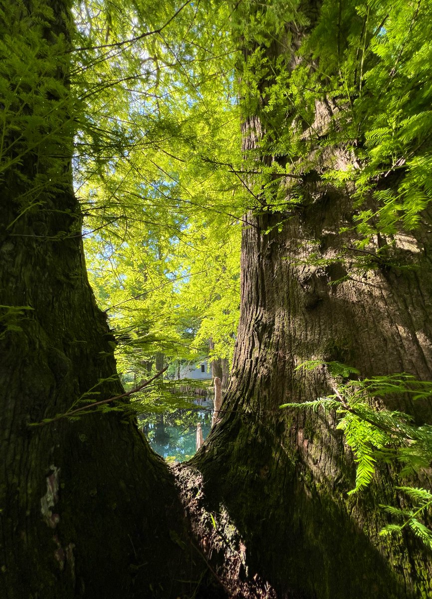 sliprockseeker's tweet image. Through Time
#TreeFriends
Stay Close

#thicktrunktuesday 
#treewisdom