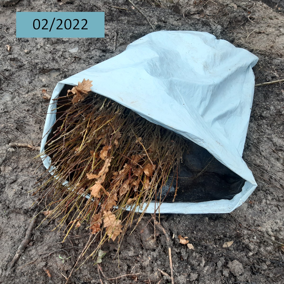 AssoDuramen's tweet photo. 🌱 Quelques nouvelles de la plantation de Lorris (45).
Des feuillus diversifiés avaient été plantés sur 1 ha, en 02/2022, avec le soutien de Duramen : Chênes sessiles et pubescents, Cyprès chauve, Alisiers torminal et Poiriers sauvages 🌳 https://t.co/o2GWNLWd2R