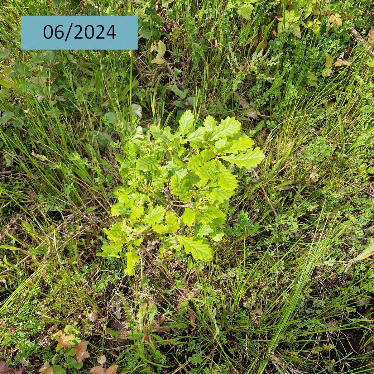 🌱 Quelques nouvelles de la plantation de Lorris (45).
Des feuillus diversifiés avaient été plantés sur 1 ha, en 02/2022, avec le soutien de Duramen : Chênes sessiles et pubescents, Cyprès chauve, Alisiers torminal et Poiriers sauvages 🌳