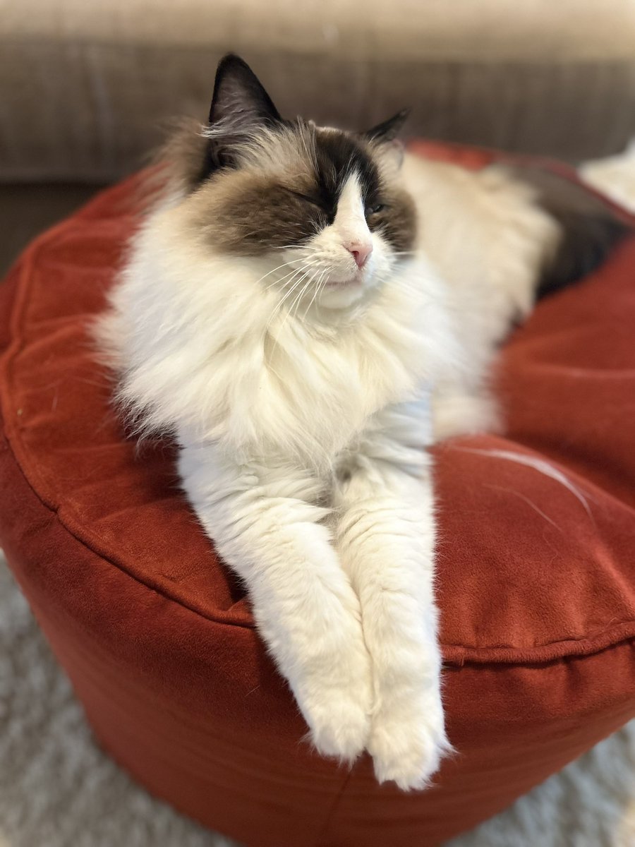 You may kiss the paw 🐾
#catlovers #catsonx