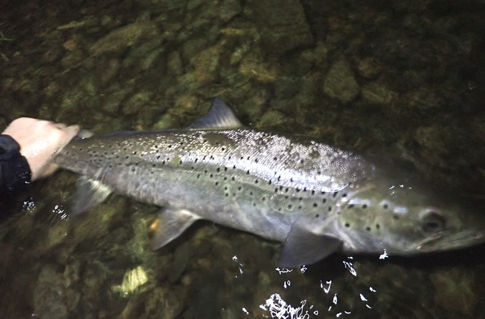 Stuart 🏴󠁧󠁢󠁷󠁬󠁳󠁿 tweet media