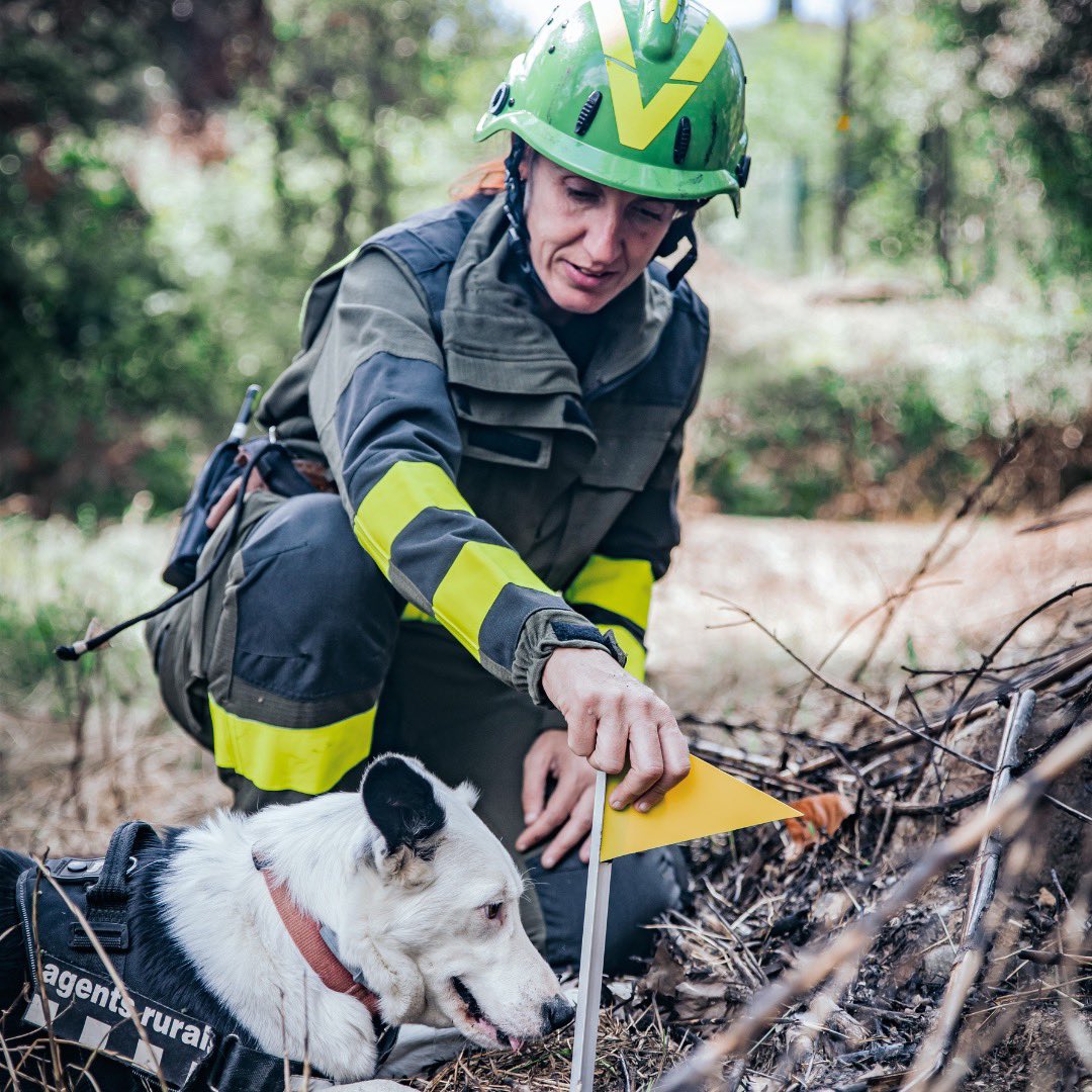 interiorcat's tweet photo. 🌳 9 de cada 10 incendis forestals estan relacionats amb l'activitat humana! Segueix els consells d'@agentsruralscats per ajudar a prevenir els incendis forestals:

🔥 No facis foc.
🧨 No llancis pirotècnia.
🚬 No llancis burilles.

🔗  https://t.co/Tfkm3DW1sO https://t.co/VTPWhL0LWJ