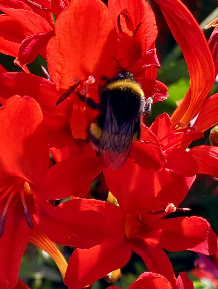 tuzzer's tweet photo. Happy bees are loving the crocosmia/montbretia (Lucifer). https://t.co/GoTpc7SLZQ