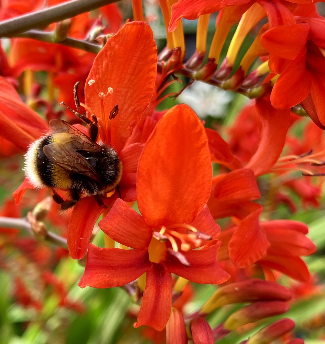 tuzzer's tweet photo. Happy bees are loving the crocosmia/montbretia (Lucifer). https://t.co/GoTpc7SLZQ