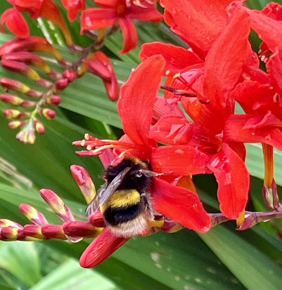 tuzzer's tweet photo. Happy bees are loving the crocosmia/montbretia (Lucifer). https://t.co/GoTpc7SLZQ