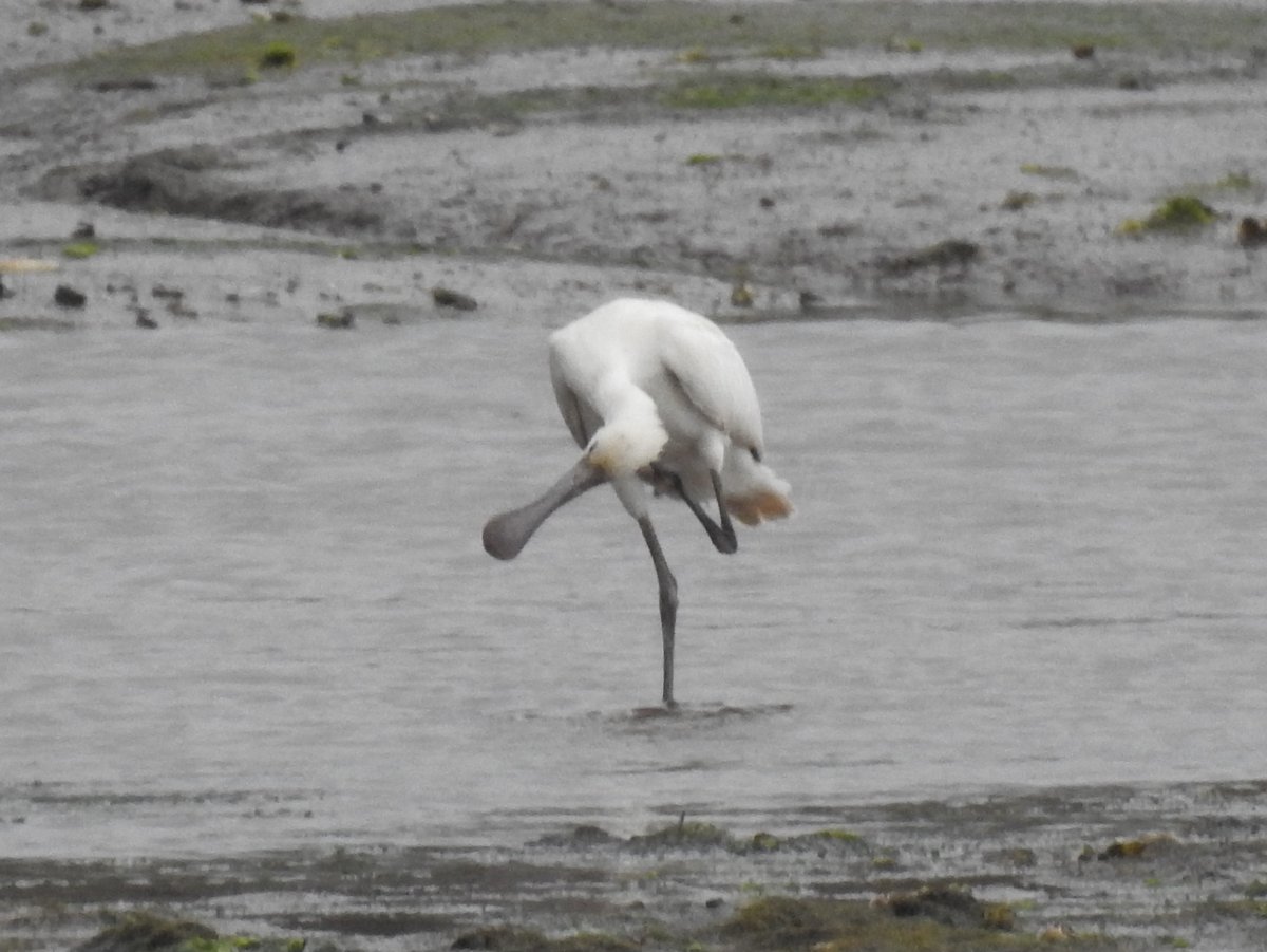 Spoonbill on the Coquet Estuary at Amble Braid this morning. This one has been around for nearly four weeks and has been a regular visitor to the estuary. Not sure where it goes between visits. Today, was a rare occasion when it was awake! <a href="/NTBirdClub/">Northumberland & Tyneside Bird Club</a>